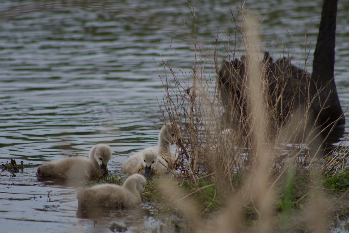 Black Swan - ML642314454
