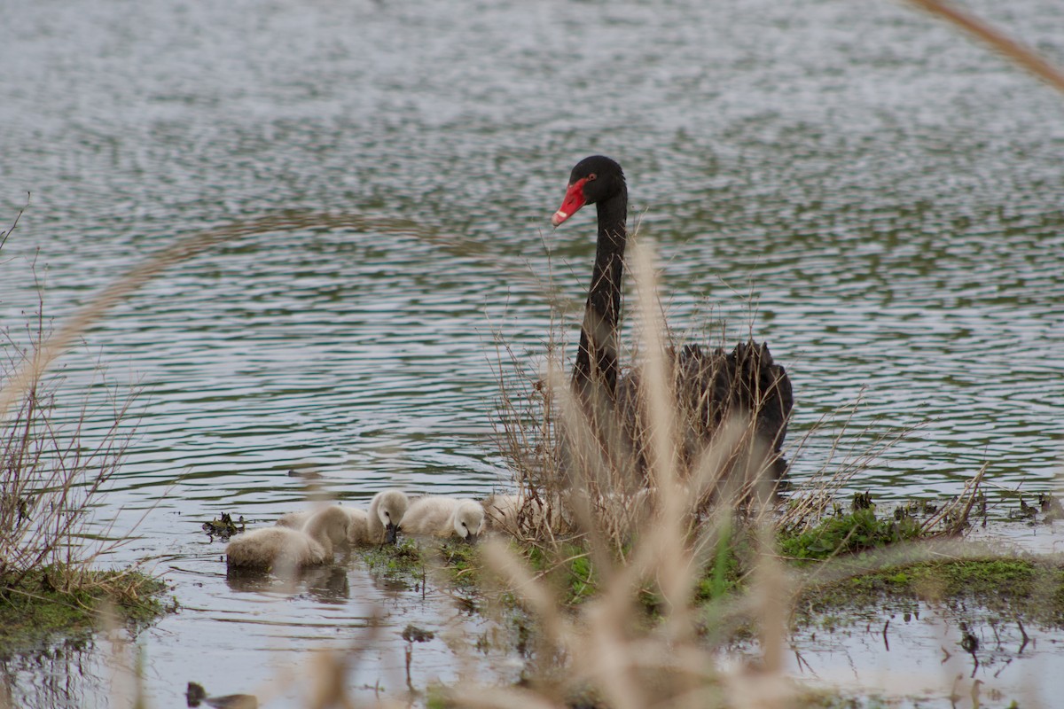 Black Swan - ML642314455