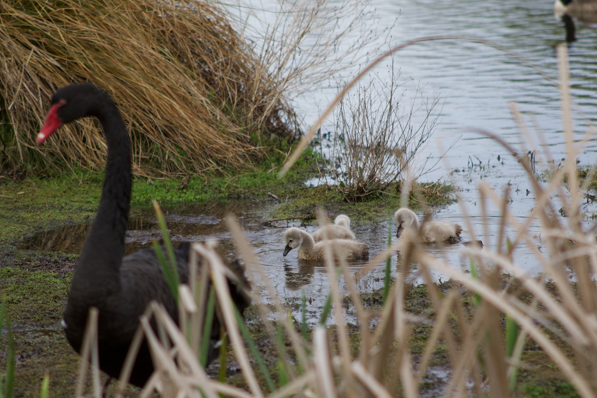 Black Swan - ML642314456