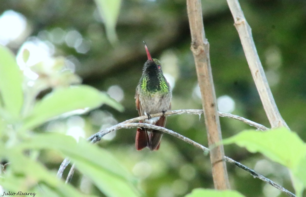 Berylline Hummingbird - ML642314462