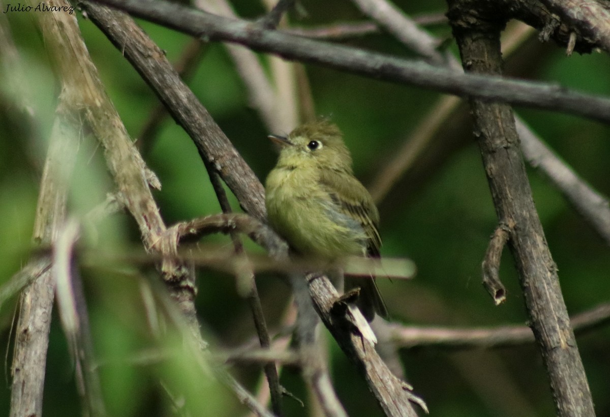 Western Flycatcher (Cordilleran) - ML642314473