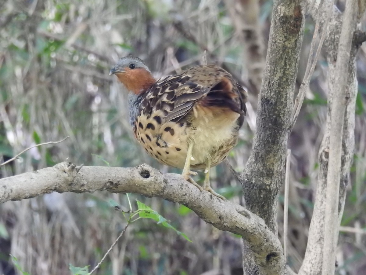 Chinese Bamboo-Partridge - ML642314494