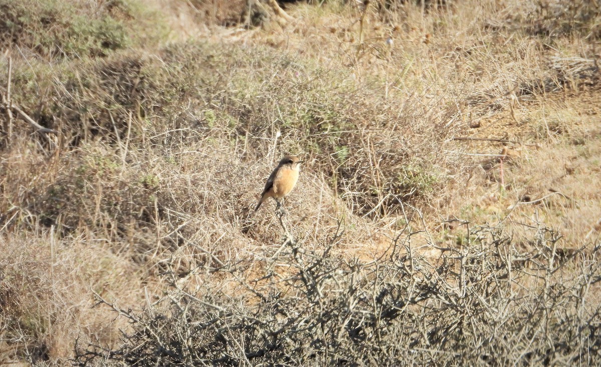Red-breasted Flycatcher - ML642314522