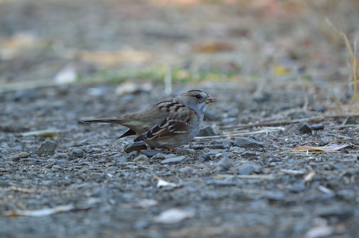White-crowned x White-throated Sparrow (hybrid) - ML642314534