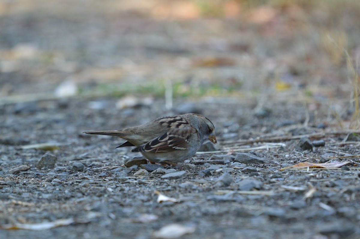 White-crowned x White-throated Sparrow (hybrid) - ML642314537