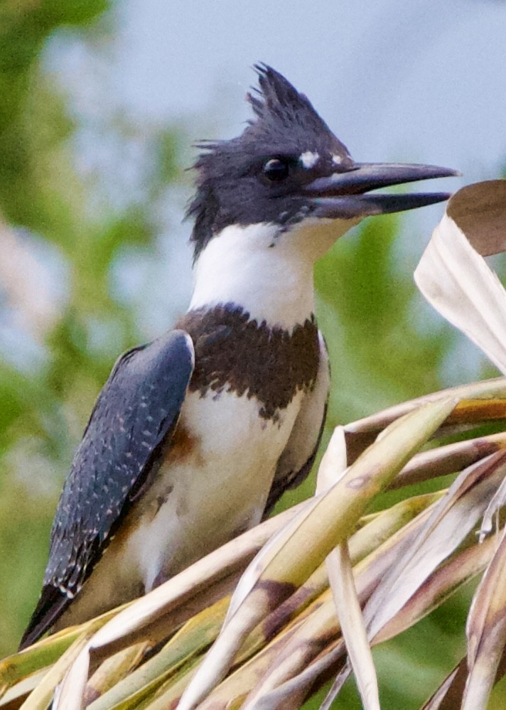Belted Kingfisher - ML642314540