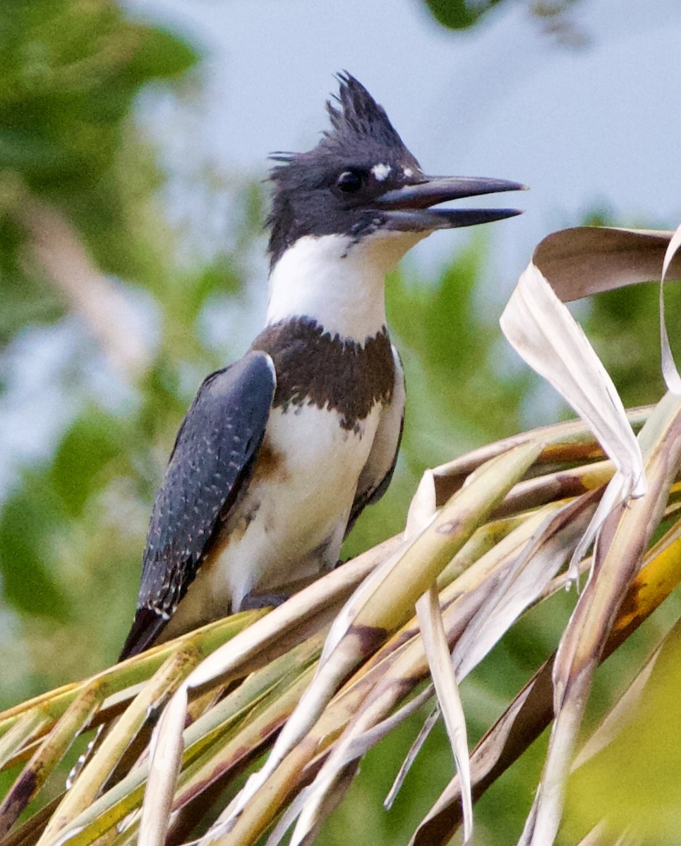 Belted Kingfisher - ML642314541