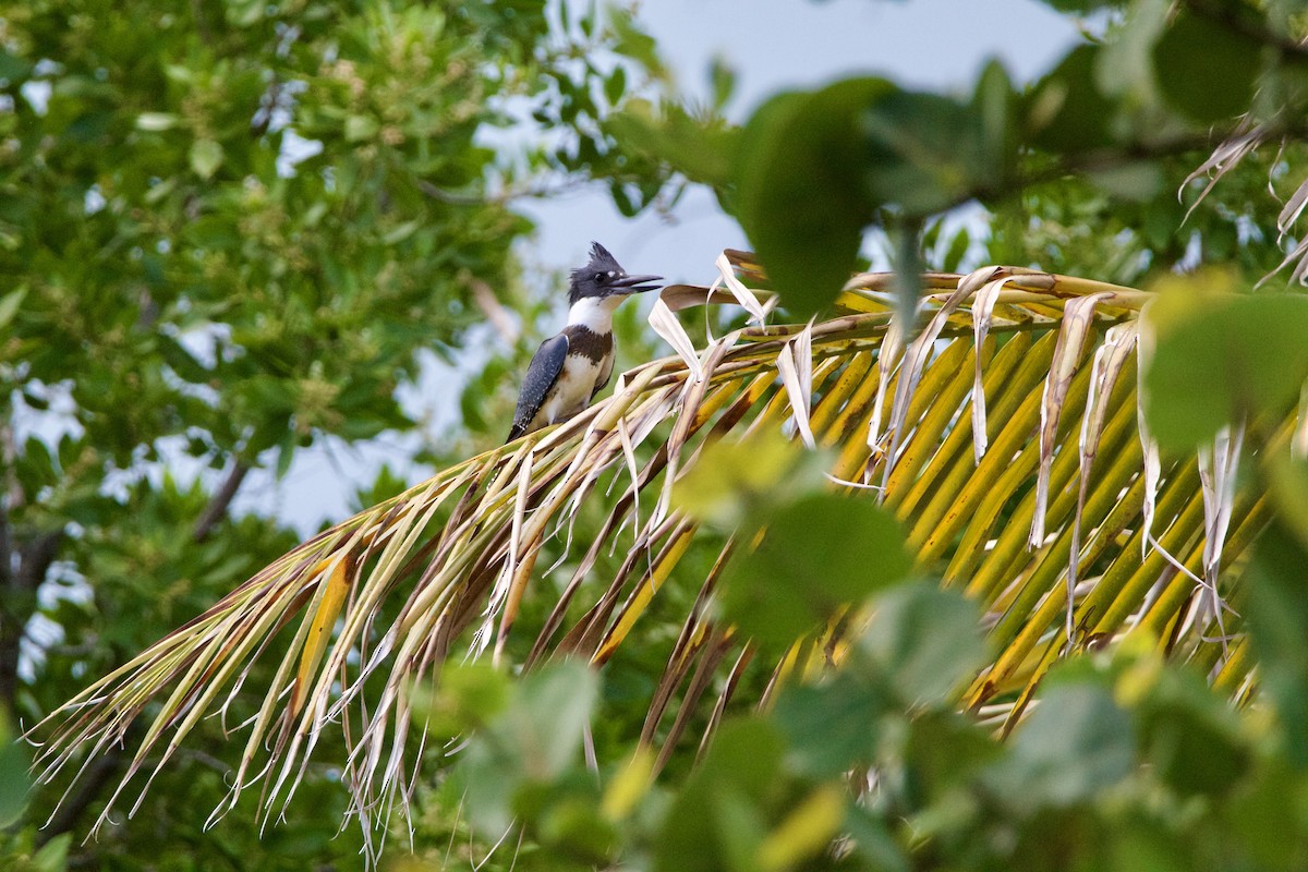 Belted Kingfisher - ML642314542