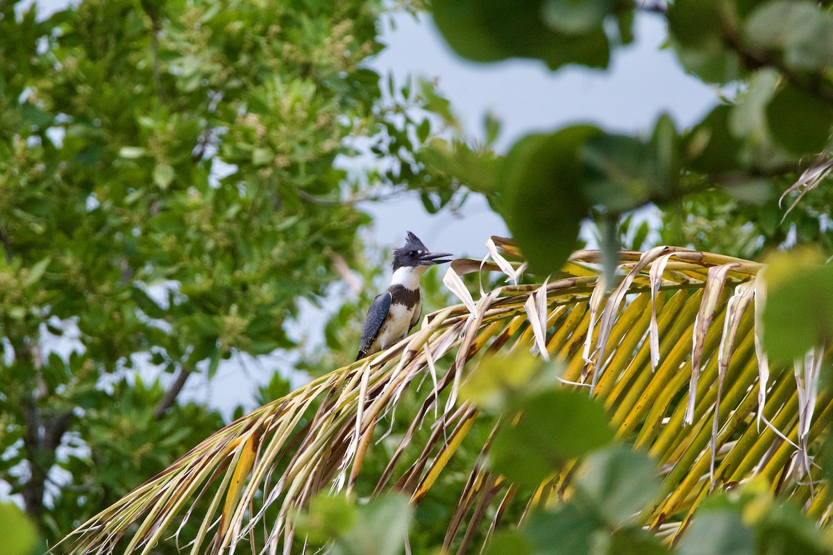 Belted Kingfisher - ML642314543