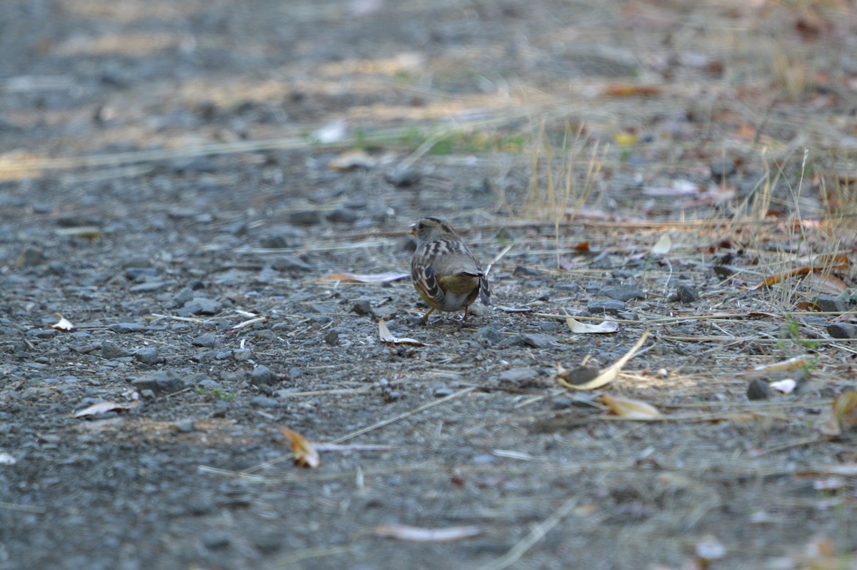 White-crowned x White-throated Sparrow (hybrid) - ML642314546