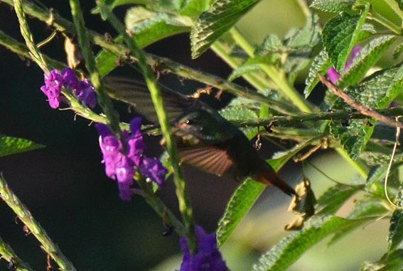 Rufous-tailed Hummingbird - ML642314558