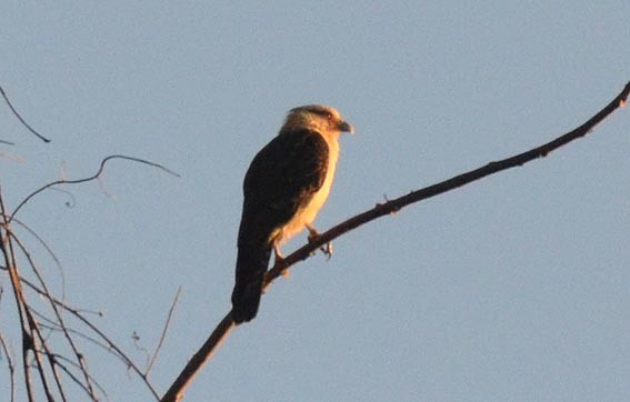 Yellow-headed Caracara - ML642314571