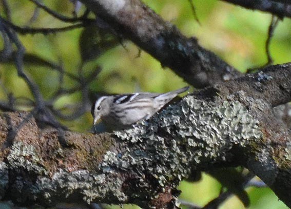 Black-and-white Warbler - ML642314582