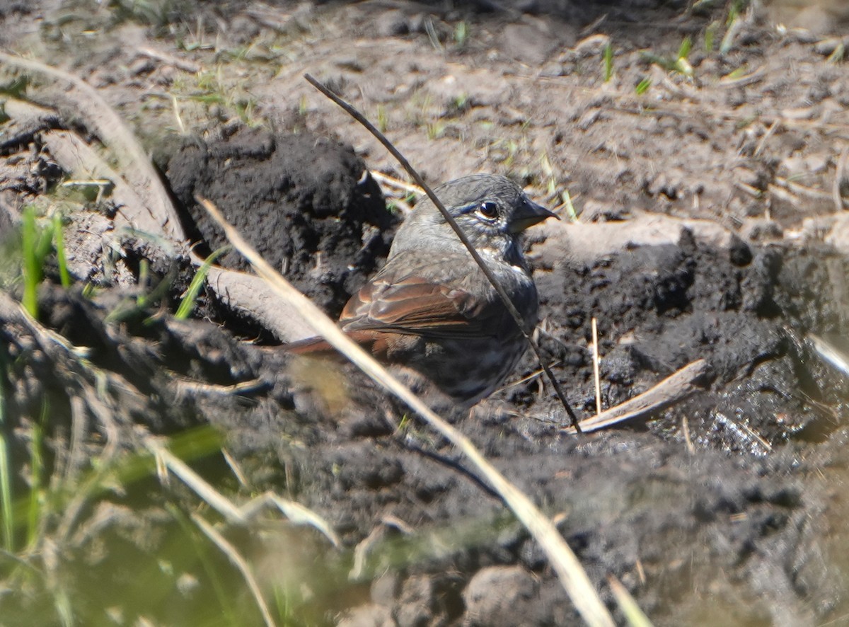 Fox Sparrow - ML642314589