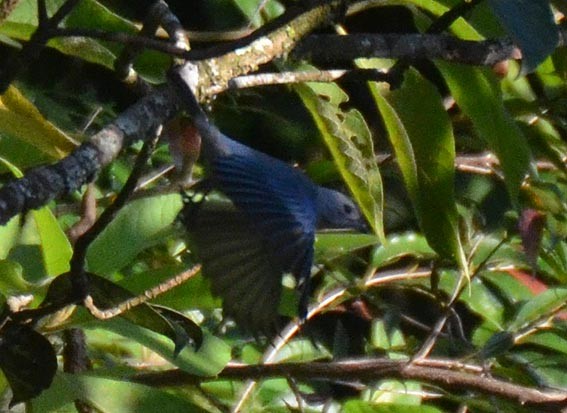 Blue-gray Tanager - ML642314596