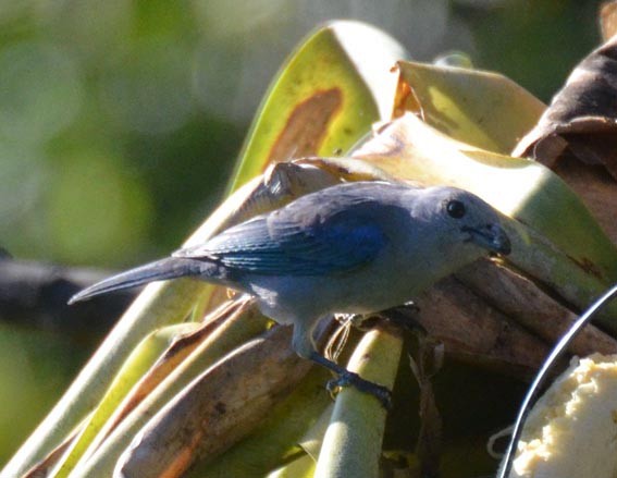 Blue-gray Tanager - ML642314598