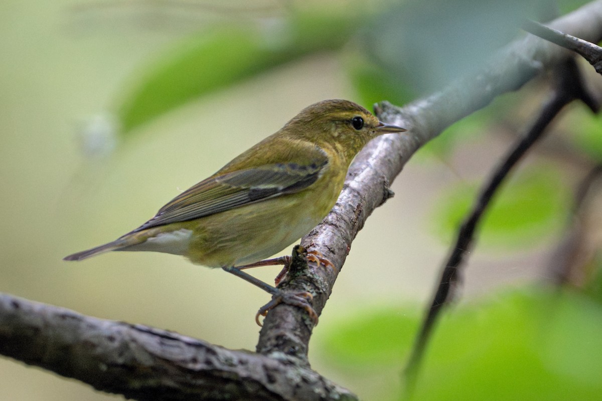 Tennessee Warbler - ML642314602