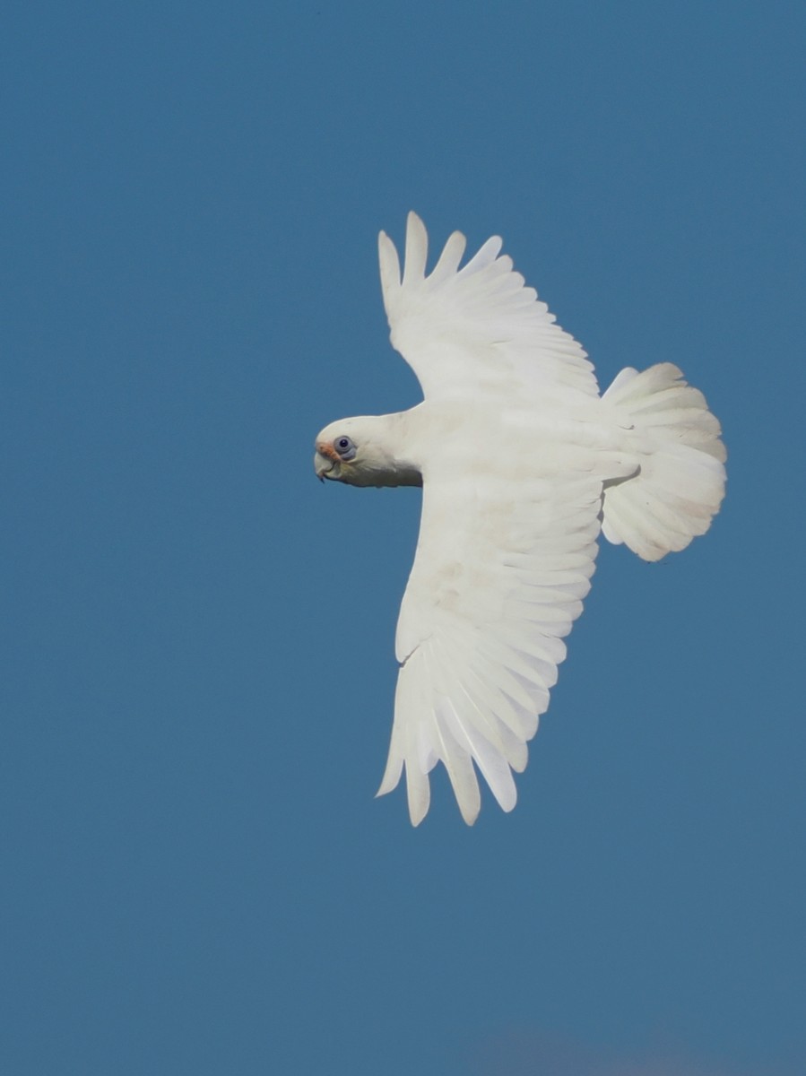 Cacatúa Sanguínea - ML642314607