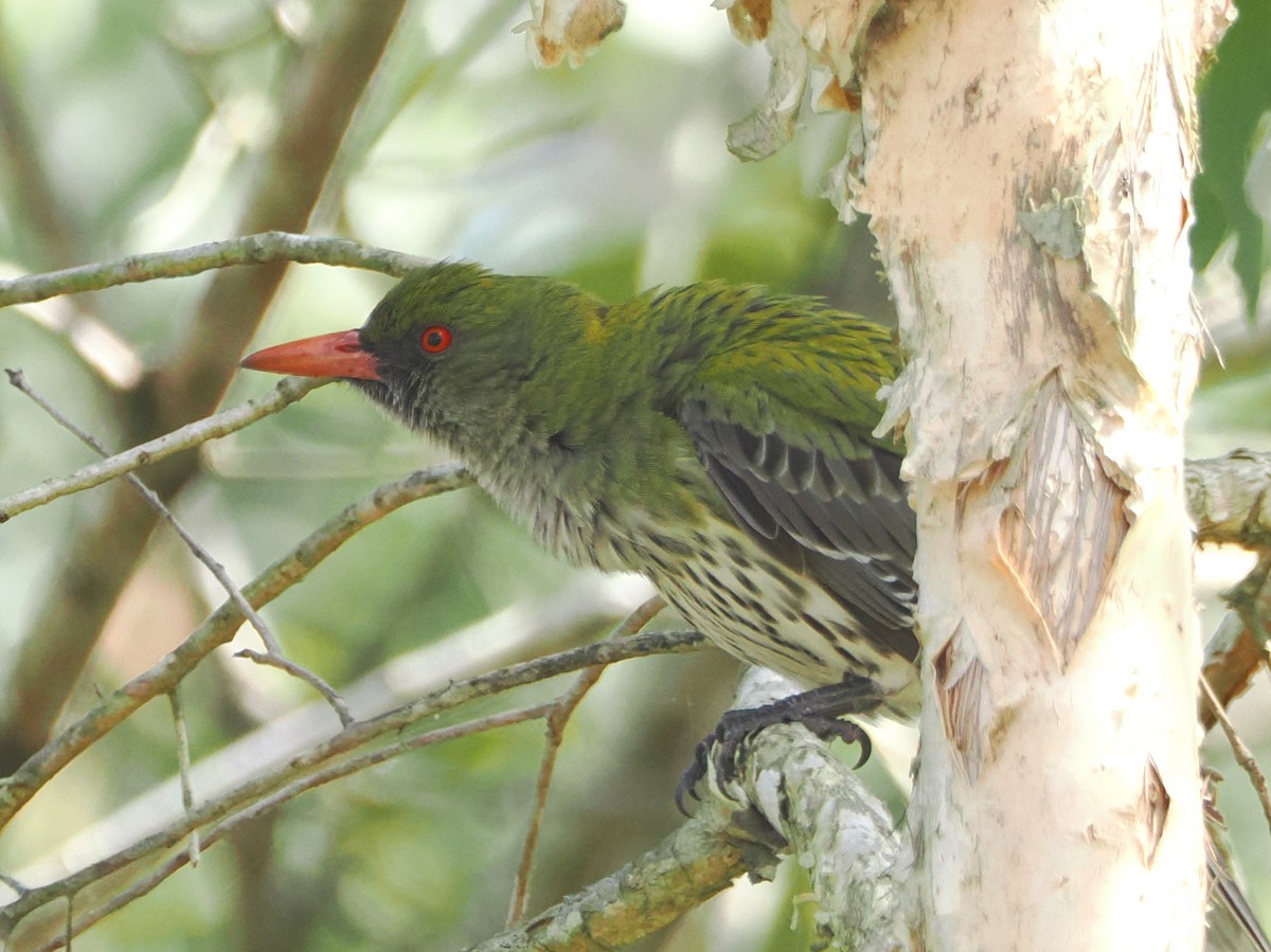 Oropéndola Estriada - ML642314624