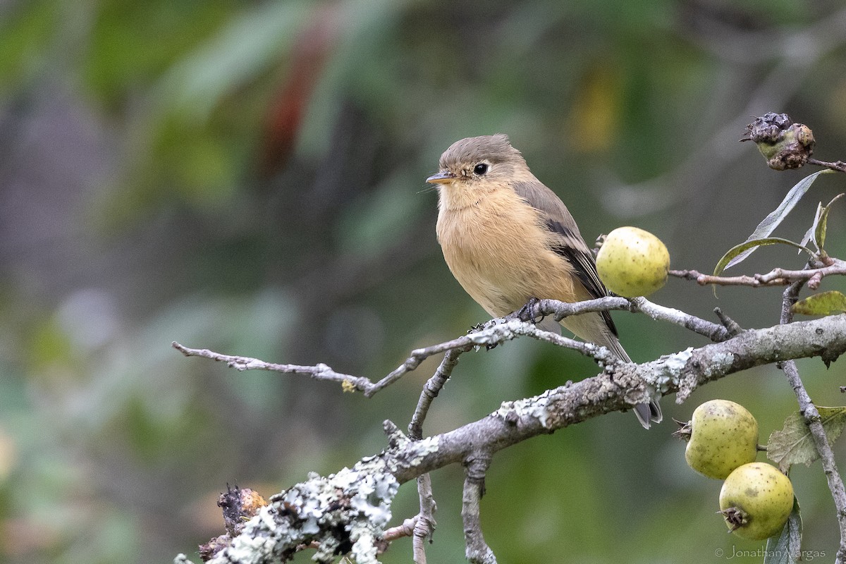 Mosquero Pechicanelo - ML642314627