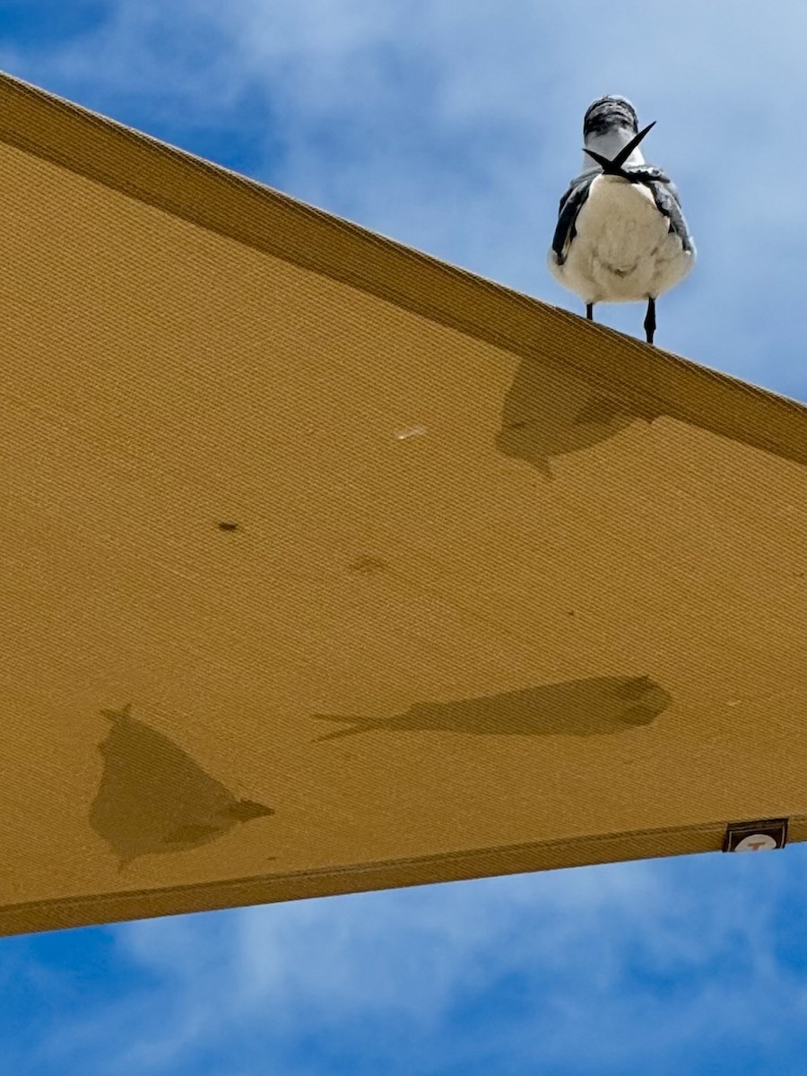 Gaviota Guanaguanare - ML642314632