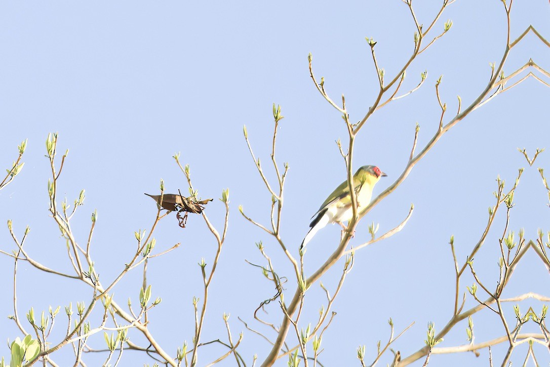 Picaflores Golondrina - ML642314633