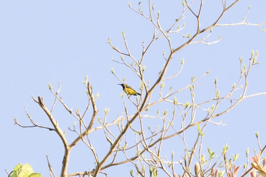 Suimanga de Sahul - ML642314635