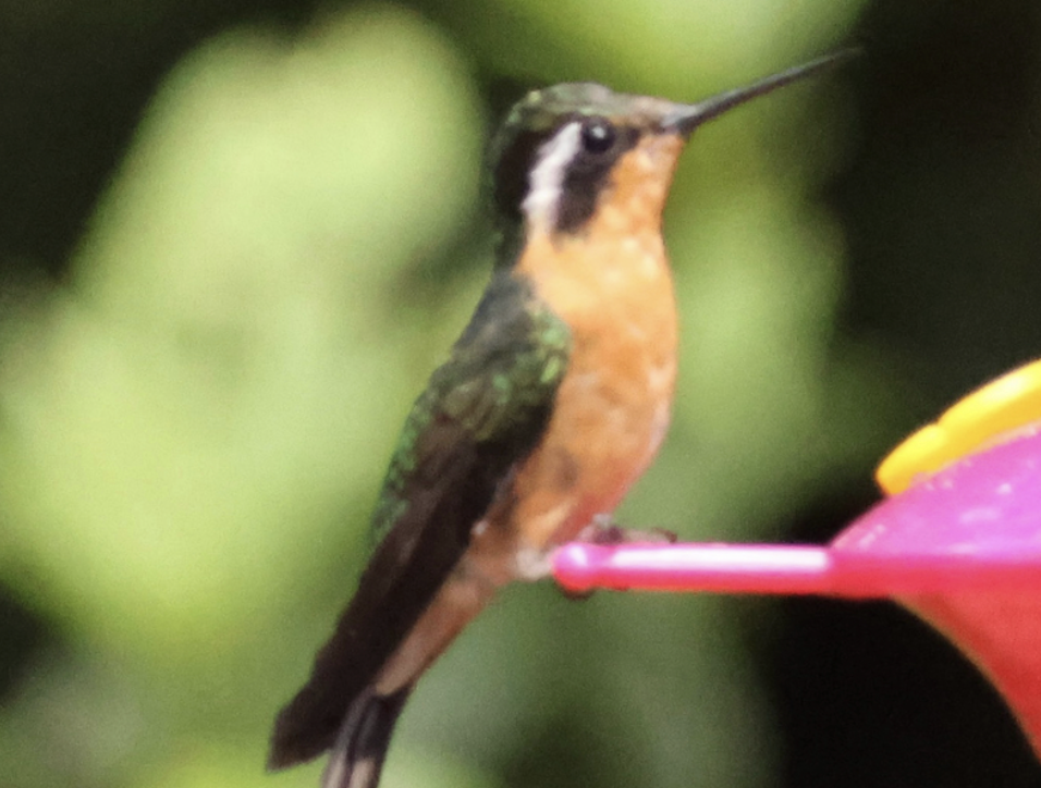 Colibrí Gorjipúrpura - ML642314646
