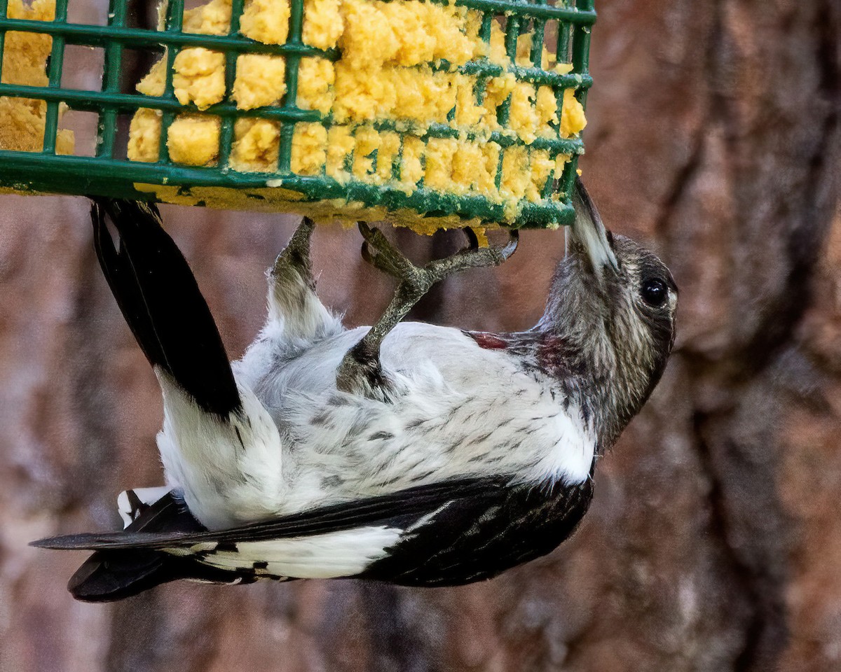 Red-headed Woodpecker - ML642314669