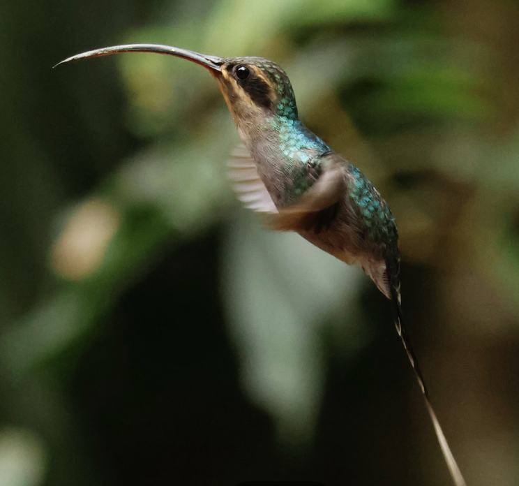 Green Hermit - ML642314670