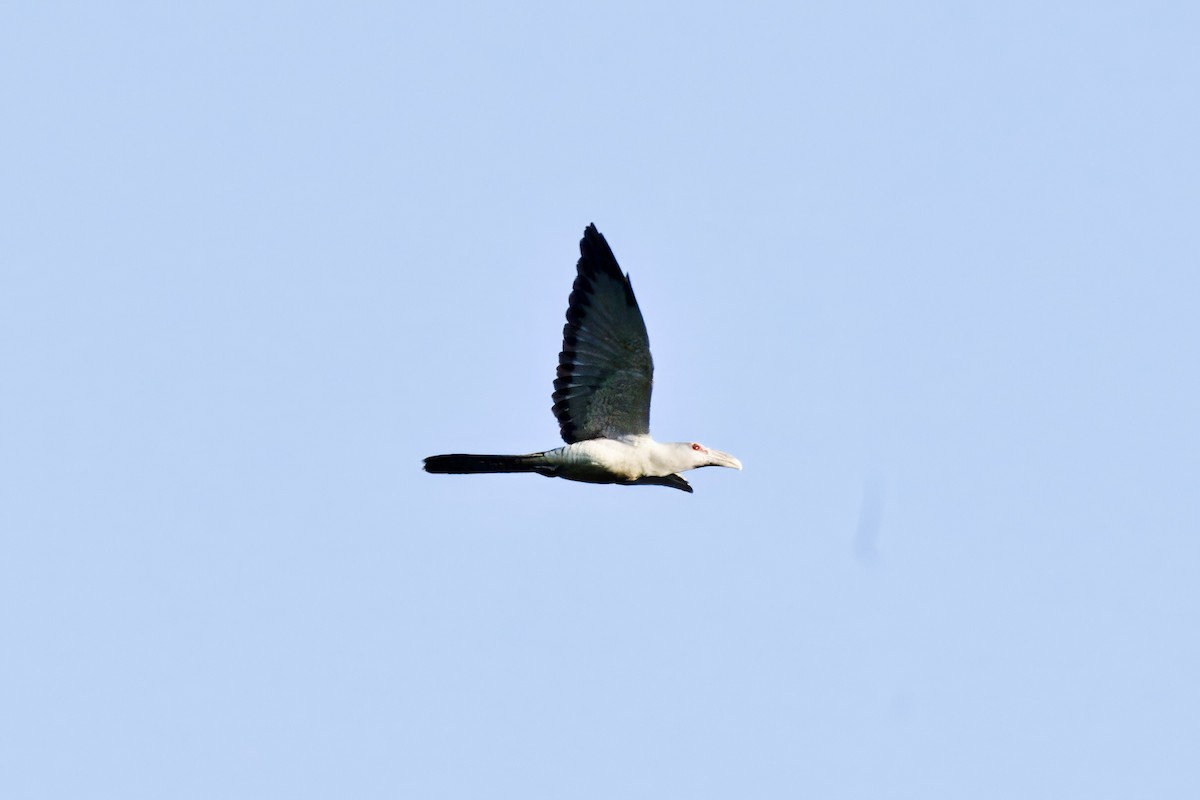 Tukan Guguğu - ML642314674