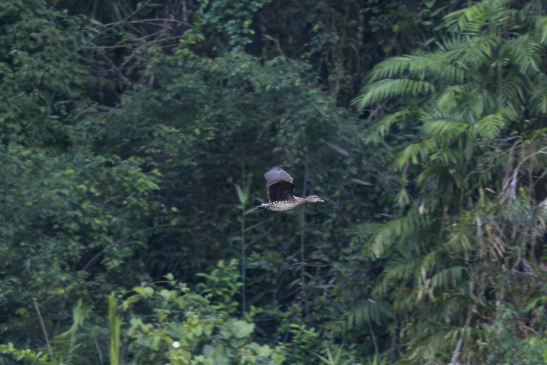 Spotted Whistling-Duck - ML642314711