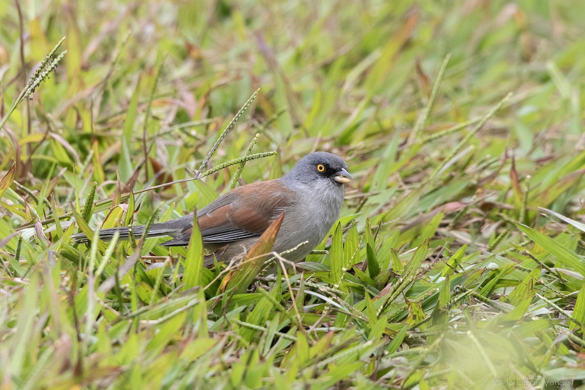 Рыжеспинный юнко (phaeonotus/palliatus) - ML642314713