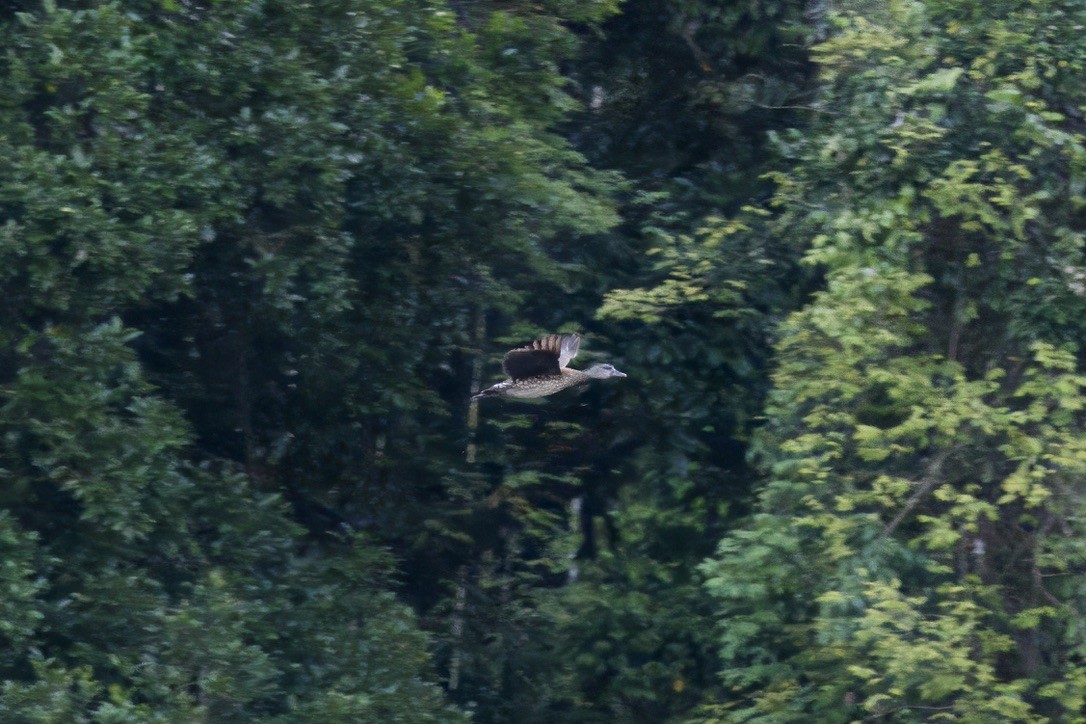 Spotted Whistling-Duck - ML642314715