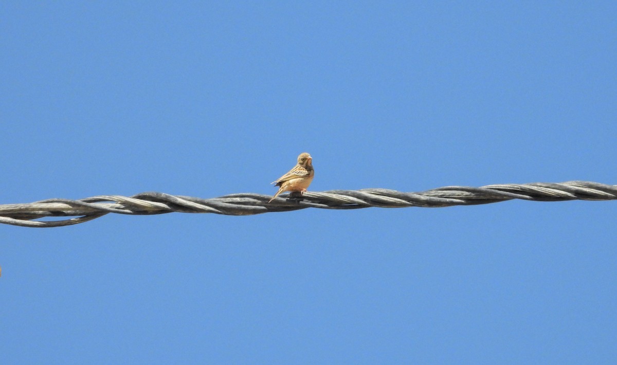 Ortolan Bunting - ML642314758