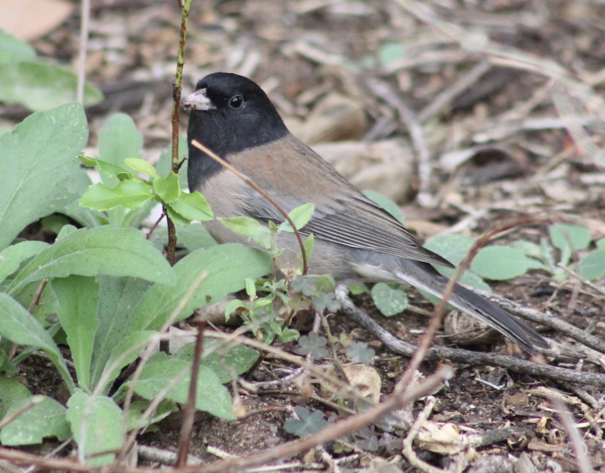 Junco ardoisé - ML642314760