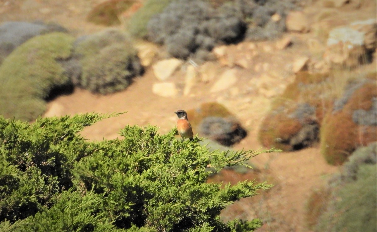 Siberian Stonechat - ML642314761