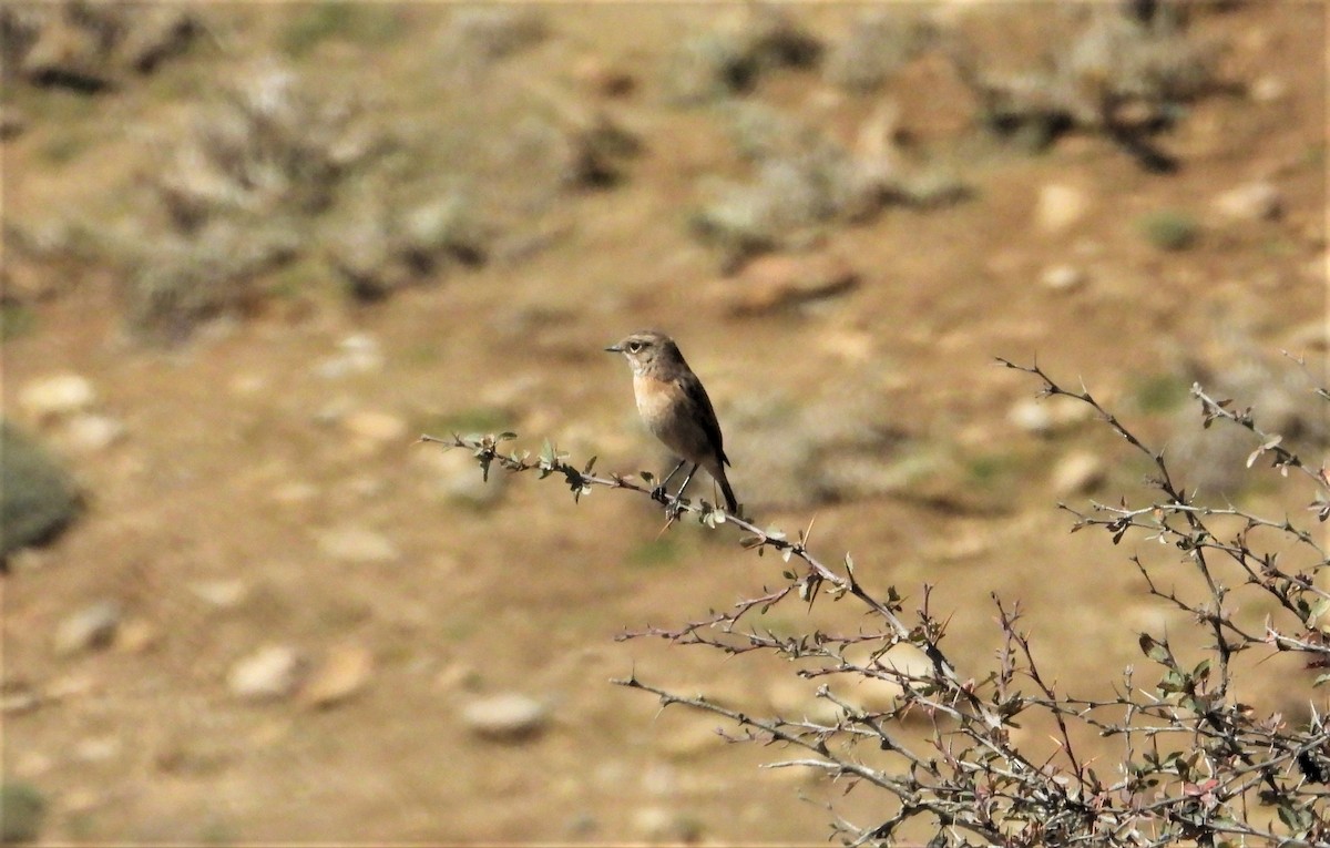 Spotted Flycatcher - ML642314766
