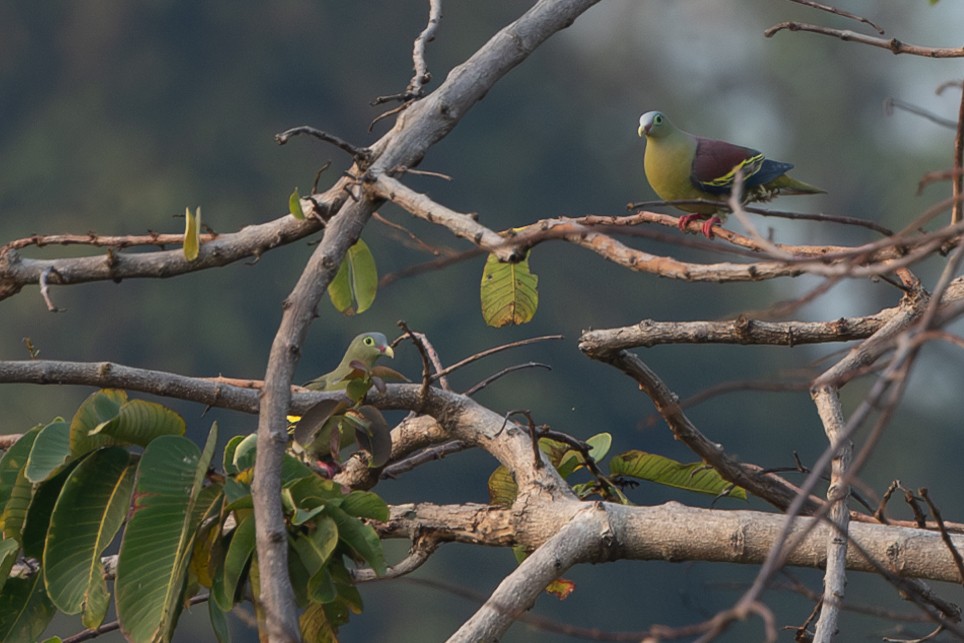 Thick-billed Green-Pigeon - ML642314775