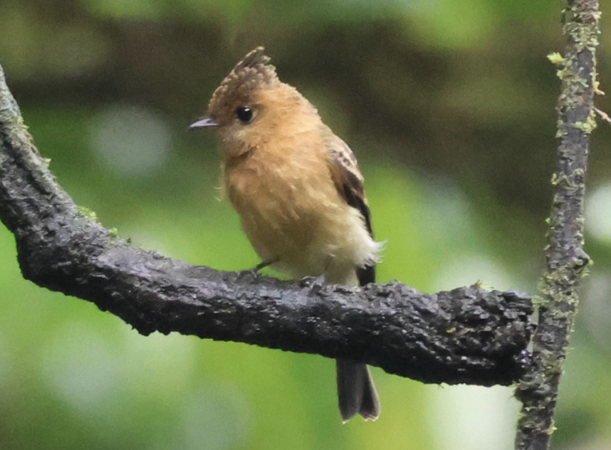 Tufted Flycatcher - ML642314776