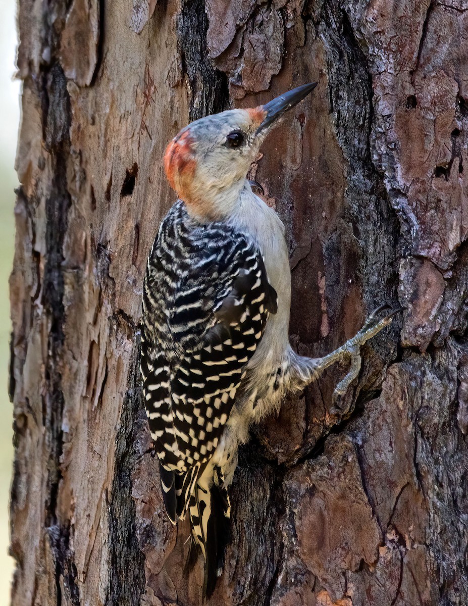 Red-bellied Woodpecker - ML642314799