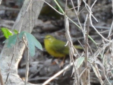Flavescent Warbler - ML642314805