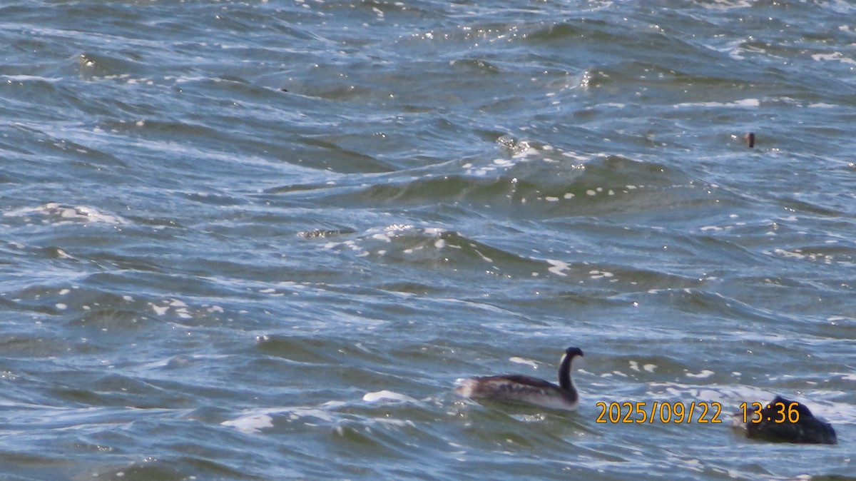 Western Grebe - ML642314830
