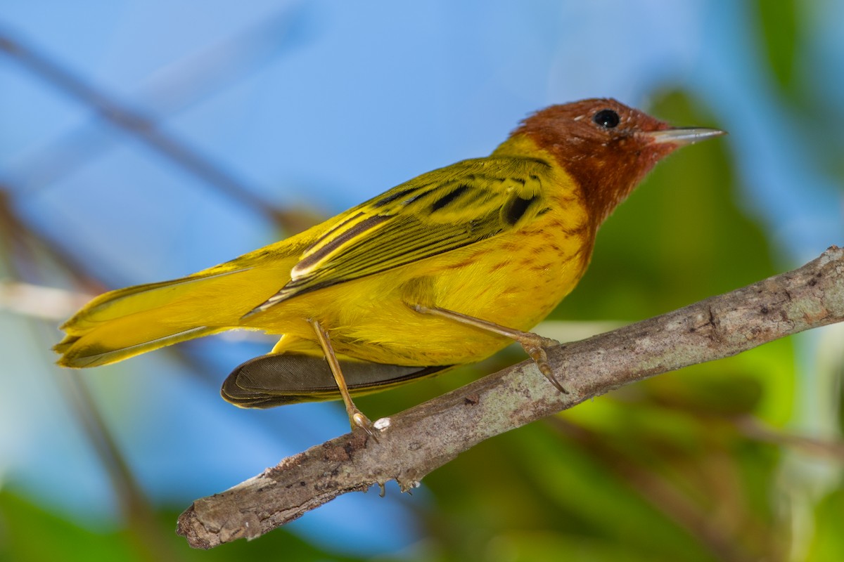 gulparula - ML642314839