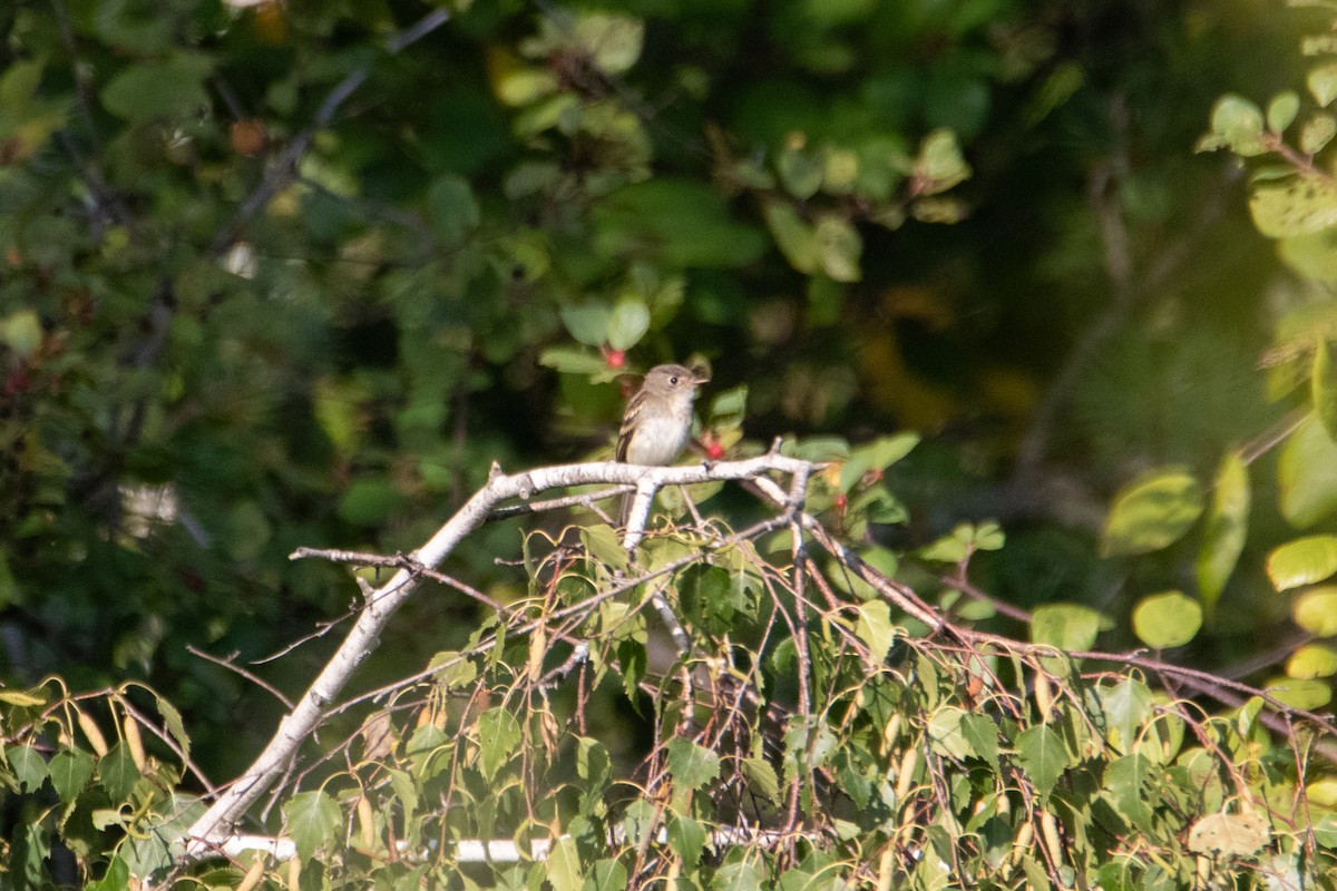 Empidonax sp. - ML642314851