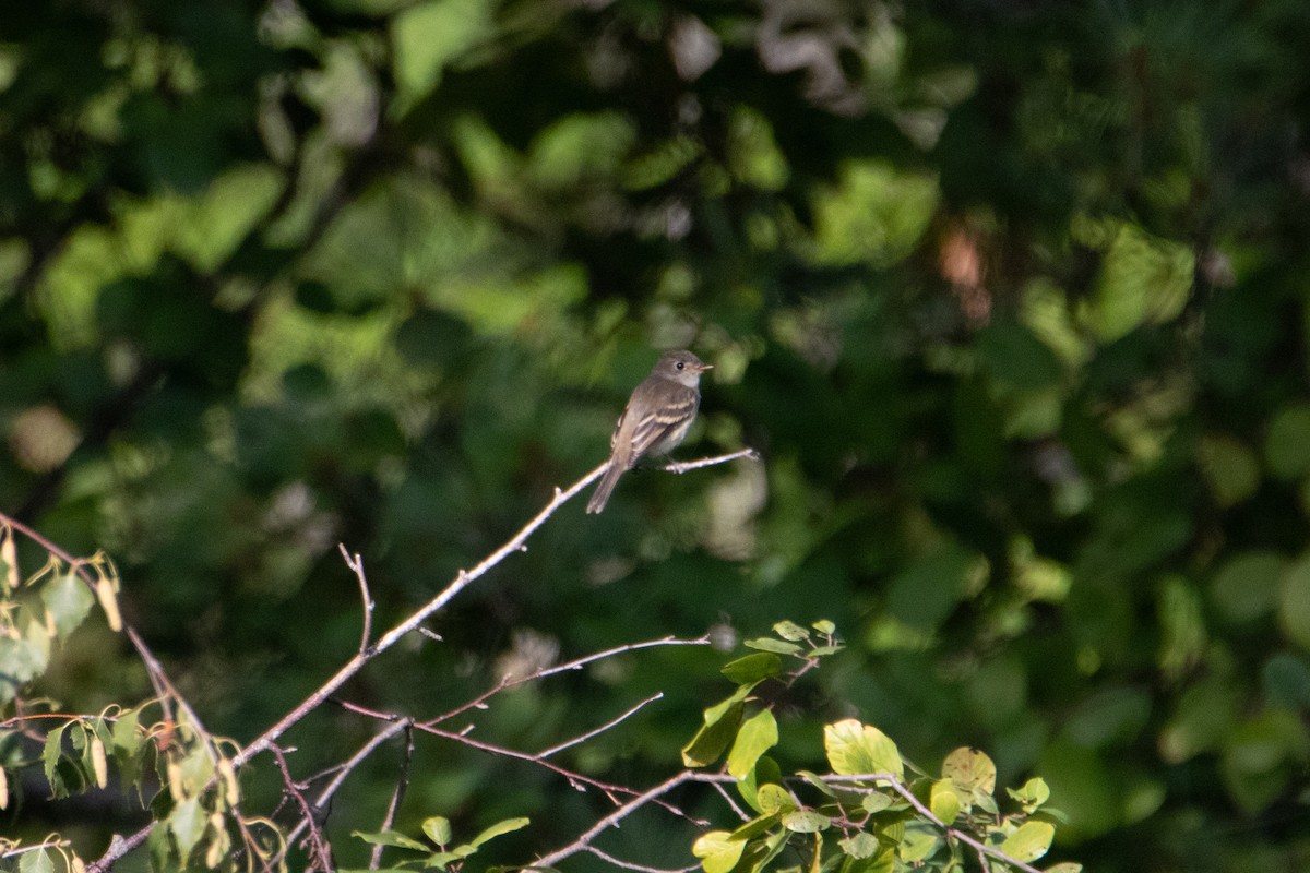 Empidonax sp. - ML642314852