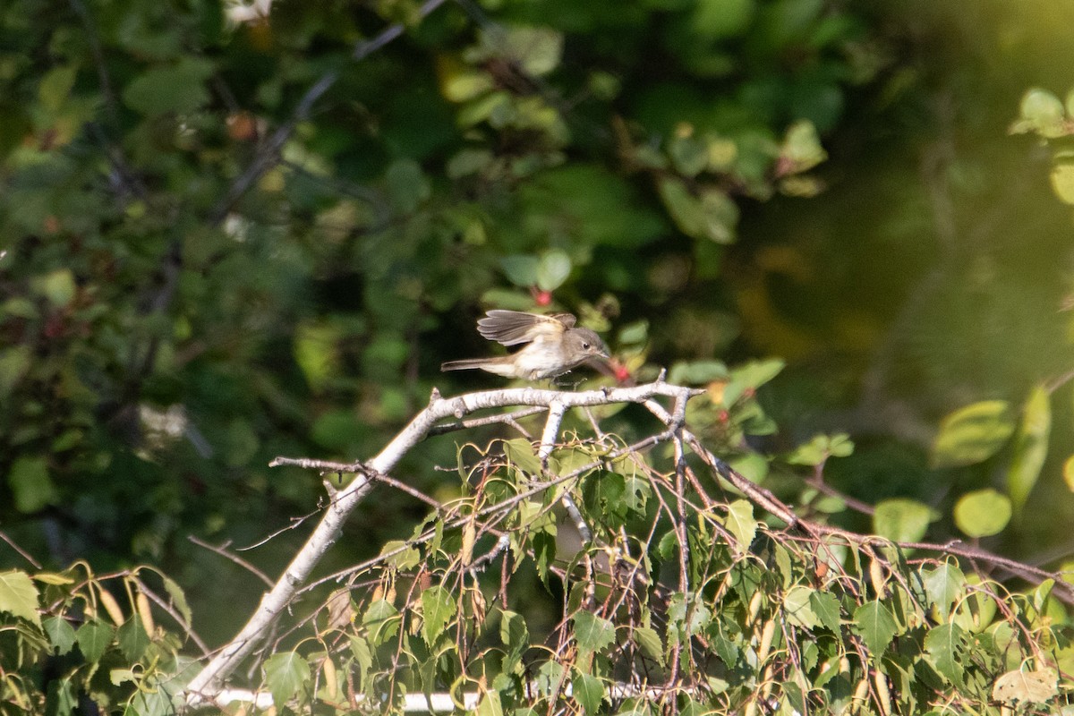 Empidonax sp. - ML642314853
