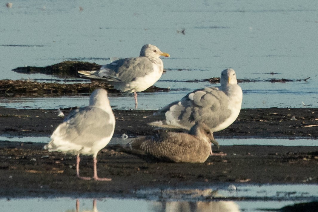 Iceland Gull (Thayer's) - ML642314857