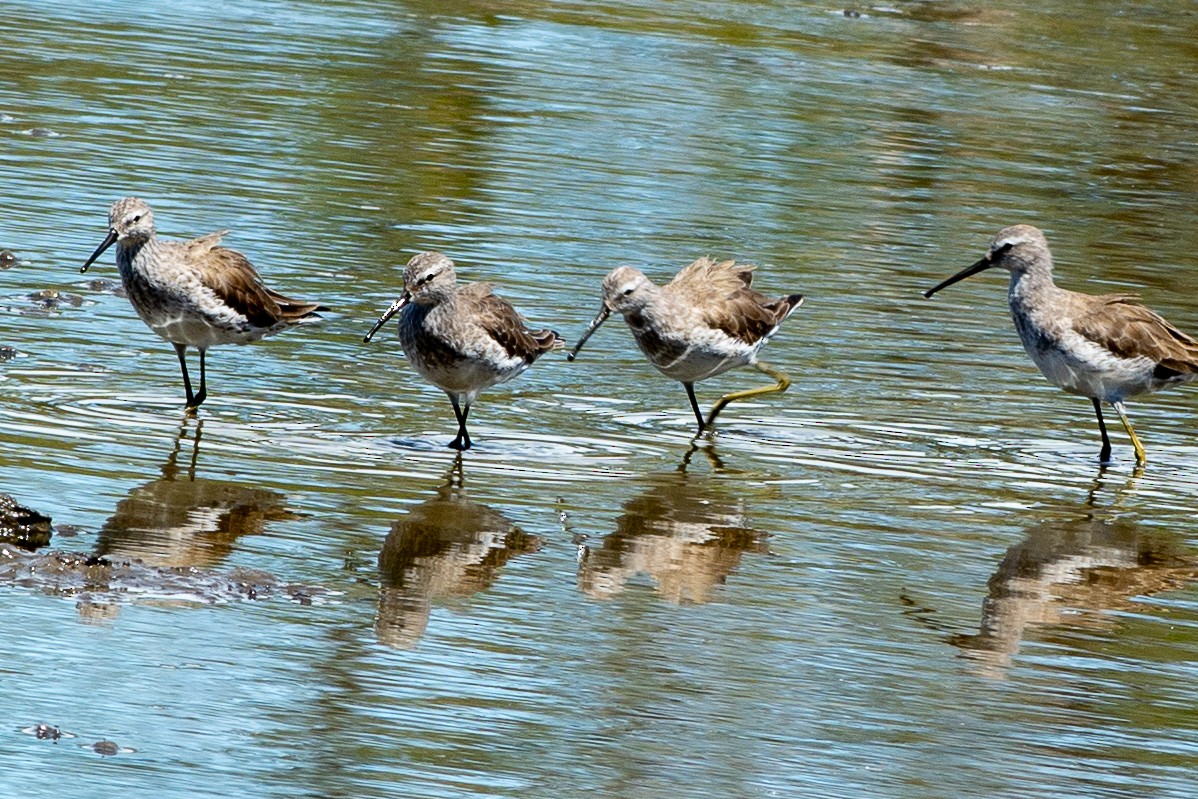 kortnebbekkasinsnipe - ML642314858