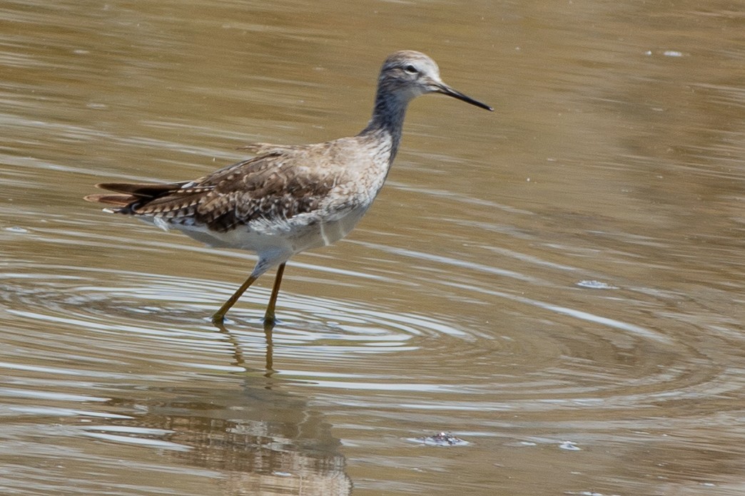 styltesnipe - ML642314859